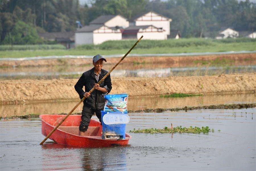 小龙虾怎么搭配菜,小龙虾怎么搭配好看