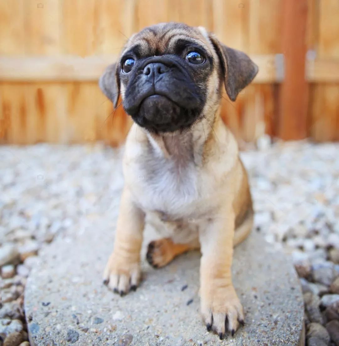 巴哥犬性格温顺吗,巴哥犬性格很好吗