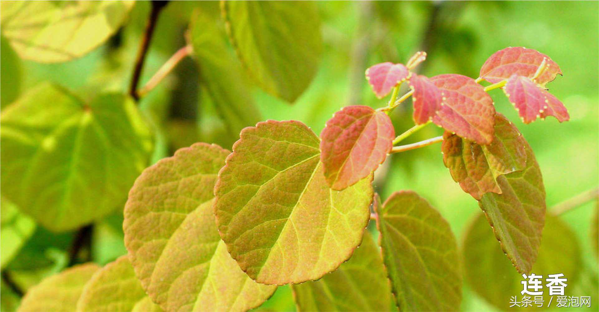 雅安川西竹海必去的三个地方,雅安东拉山大峡谷游记