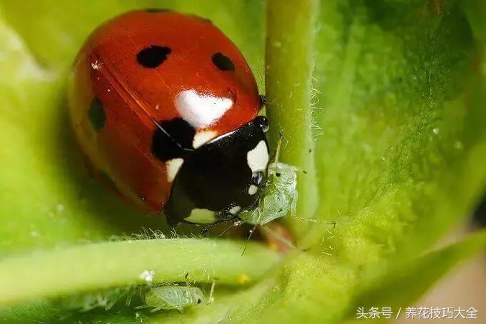 盆栽植物蚜虫有什么方法去除,盆栽蚜虫怎么消灭最快方法