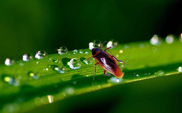 衣柜彻底消灭蟑螂小妙招,妙招姐生活小窍门消灭蟑螂