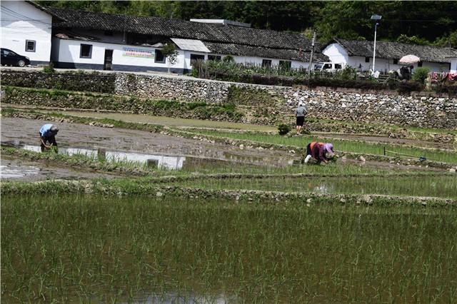农民春耕怕干旱又怕雨水多,农民怕耕田