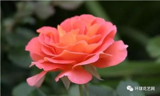 稀有玫瑰花品种大全图片,九种常见玫瑰花品种排名