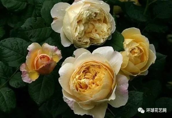 稀有玫瑰花品种大全图片,九种常见玫瑰花品种排名
