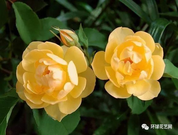 十大最稀有的玫瑰花品种图片,稀有玫瑰花品种大全图片