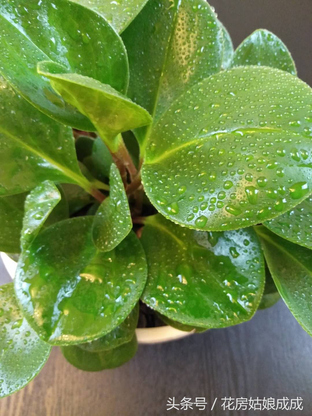 多肉碧玉花徒长怎么办,碧玉莲怎么避免徒长