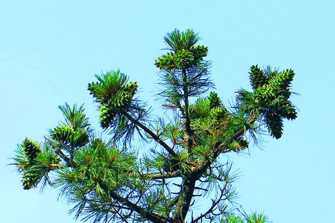 农村这野果像刺猬浑身带刺,农村这种野果有钱也很难买到