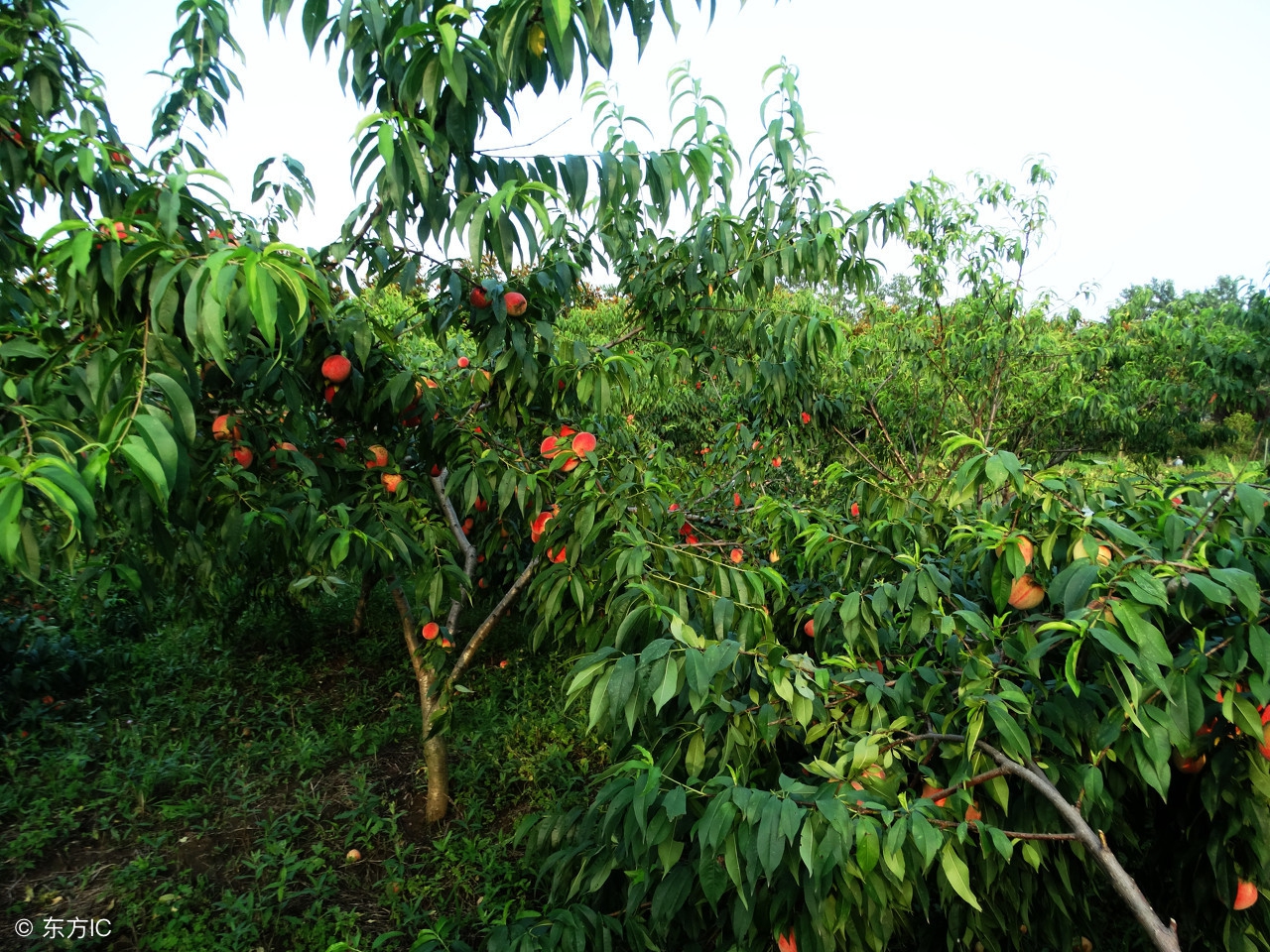 桃树的叶片发黄，千万别掉以轻心，不及时防治明年就无桃可摘了