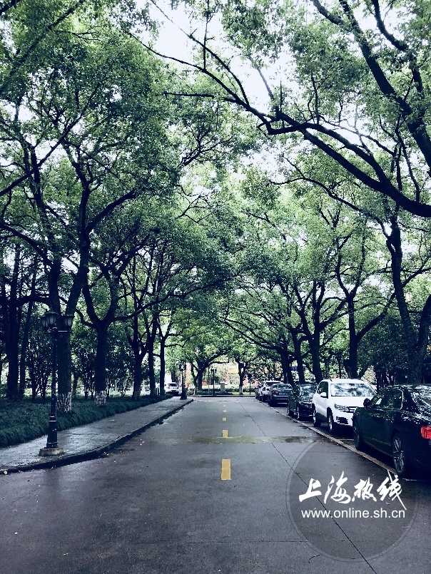 绿树成荫景色宜人清新空气,绿树成荫环境优美空气清新