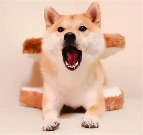 柴犬运动完多久吃饭,柴犬换了新主人不吃饭