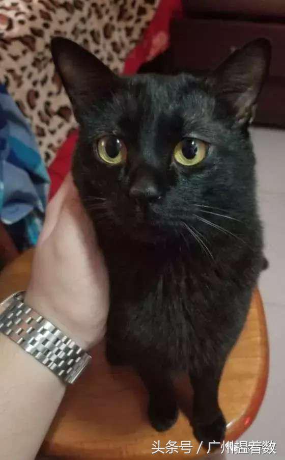 铲屎官的避难所,铲屎官记录主子的日常