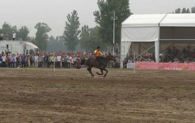 中华民族大赛马2020比赛日程,中华民族耐力赛马节