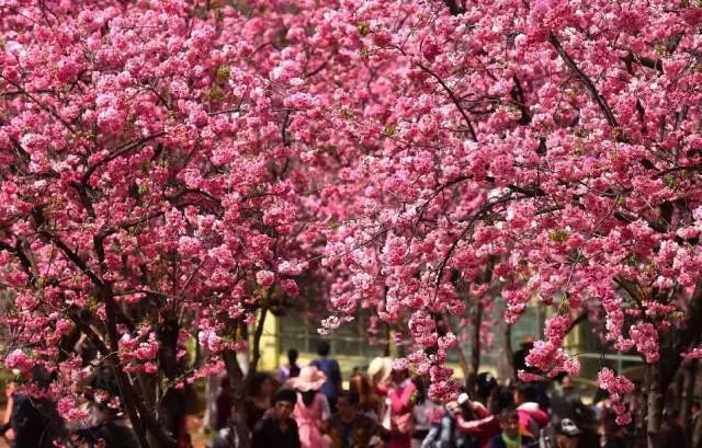 开启昆明新玩法，智慧游花都