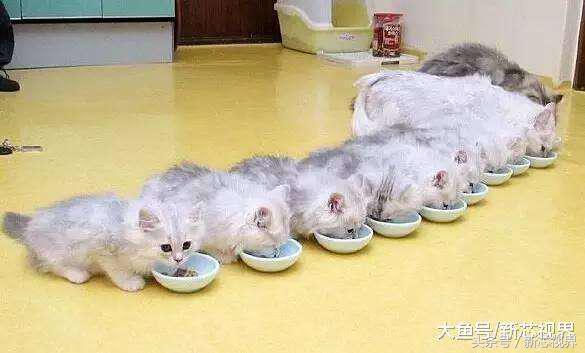 爱踢足球的猫,微笑的猫咪