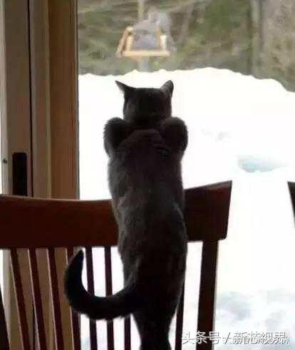 爱踢足球的猫,微笑的猫咪