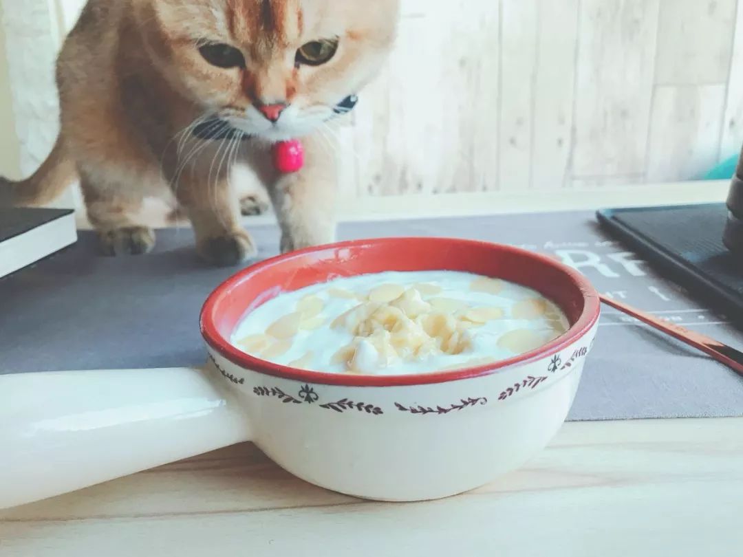 D155：留恋知识的酸奶~当榴莲遇到芝士酸奶，你将被打开新世界大门