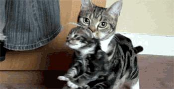 社群5月榜丨为什么掐住猫的后脖颈，它就动不了了？