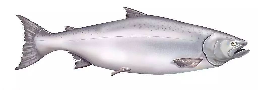 长沙三文鱼假货,盒马三文鱼假货