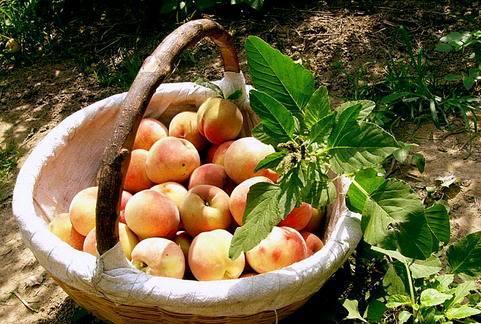 民间有句话桃饱杏伤人是什么意思,桃饱李伤人下一句是什么