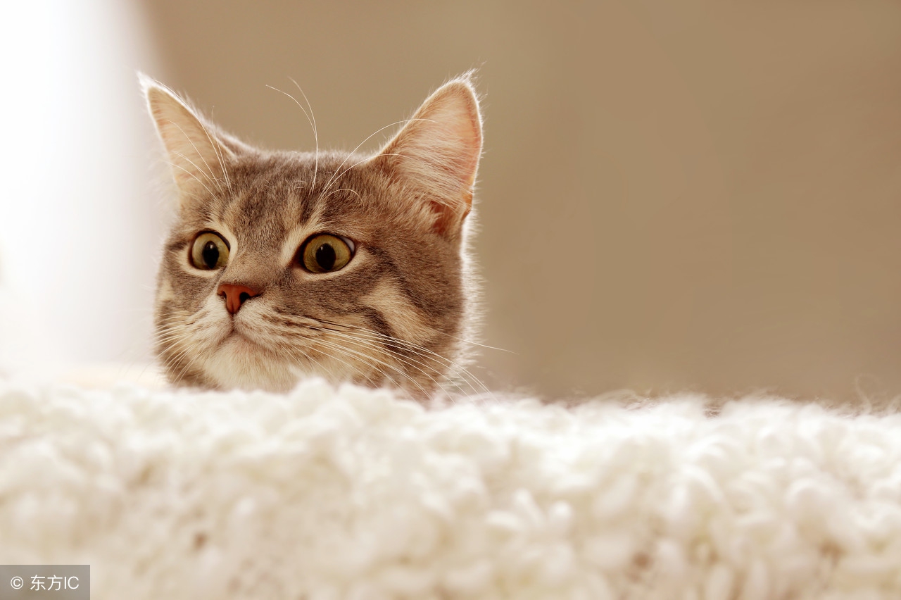 养宠物狗影响新婚夫妻怀孕吗,宠物对婚事是否有影响