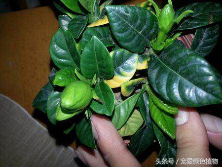 栀子花专用营养液防黄叶,大叶栀子花浇营养液继续黄叶