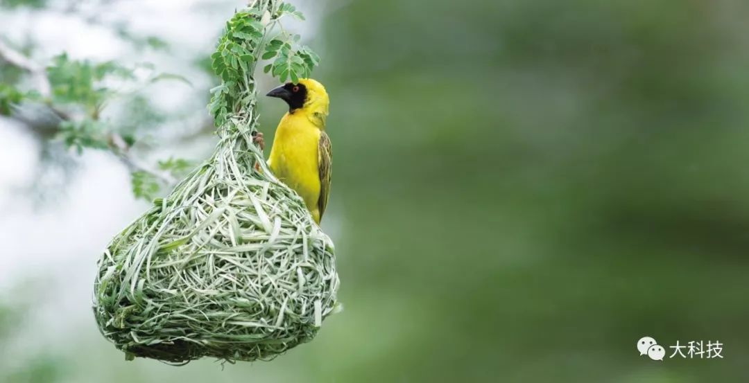 鸟类装饰房子,鸟类装饰窝