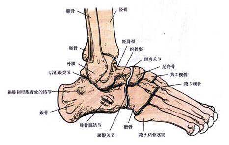 跗骨窦综合征影像诊断视频,跗骨窦损伤针灸治疗