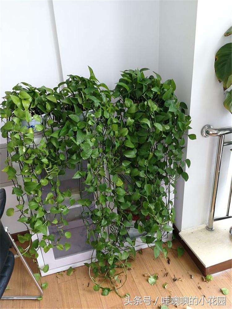绿萝掉叶怎么办,绿萝掉根怎样复活