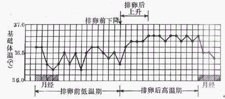 准确判断排卵期,准确把握排卵期