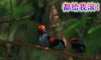 你给我滚出来表情包搞笑图片,给我滚表情图