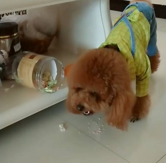 泰迪偷吃狗粮主人暴打,泰迪偷吃垃圾桶里的东西被训