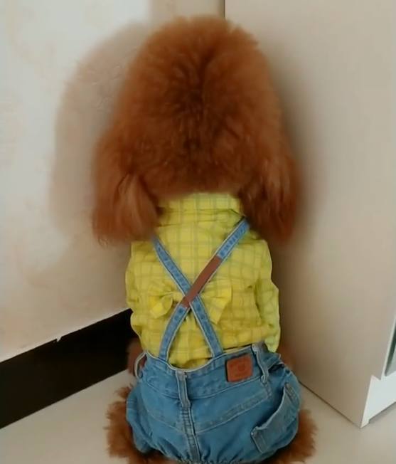 泰迪偷吃狗粮主人暴打,泰迪偷吃垃圾桶里的东西被训