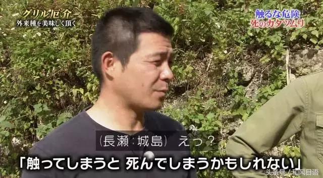 摸一下可能会死？！这个入侵日本的外来物种好可怕！