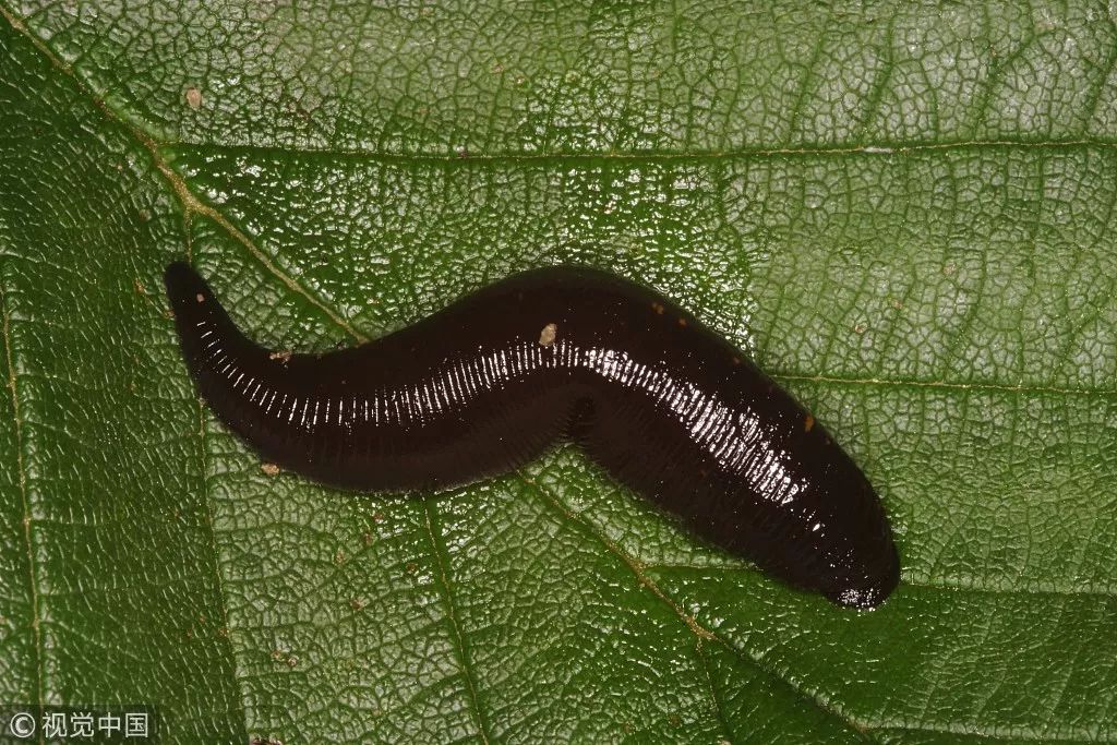 古人回复别来无恙,古人别来无恙怎么回复