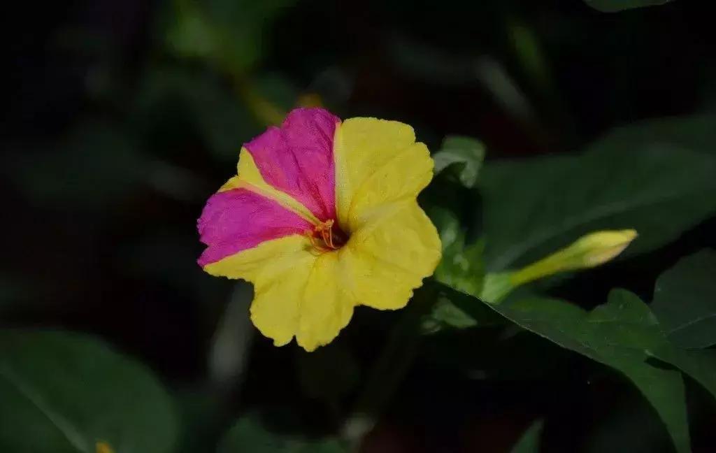 白胭脂花和紫茉莉有什么区别,紫茉莉是不是胭脂花