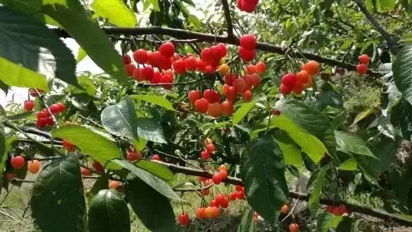 资产近3亿!昆山最有钱的7个村,姑娘争着抢着嫁进来