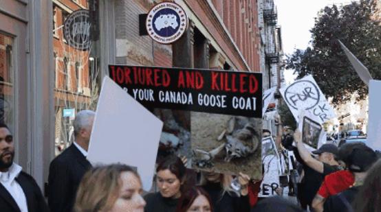 国内羽绒服为什么卖不过加拿大鹅,2000件羽绒服被倒卖