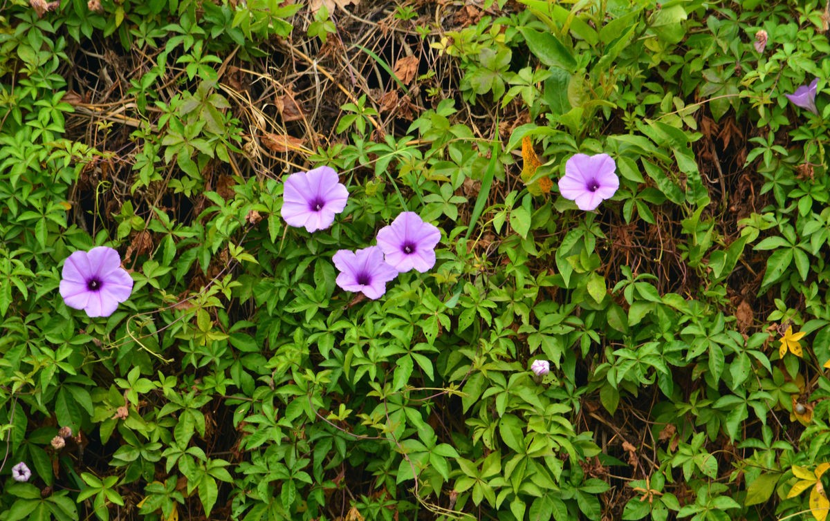 农村快速生长野草种子,四季耐寒野草种子