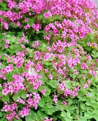 带着女生去峨眉山,带着女友穷游