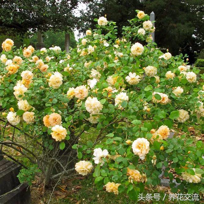 十种最香的月季花,花期300天又很香好养的月季花