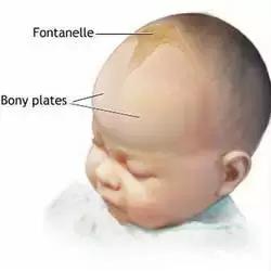 囟门小会影响智力发育吗,2岁囟门还没闭合发育都正常