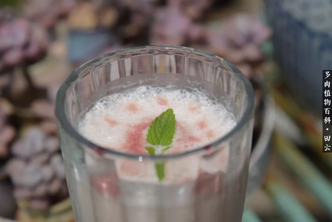 推开多肉世界的门，原来你与美食来自同一国度！