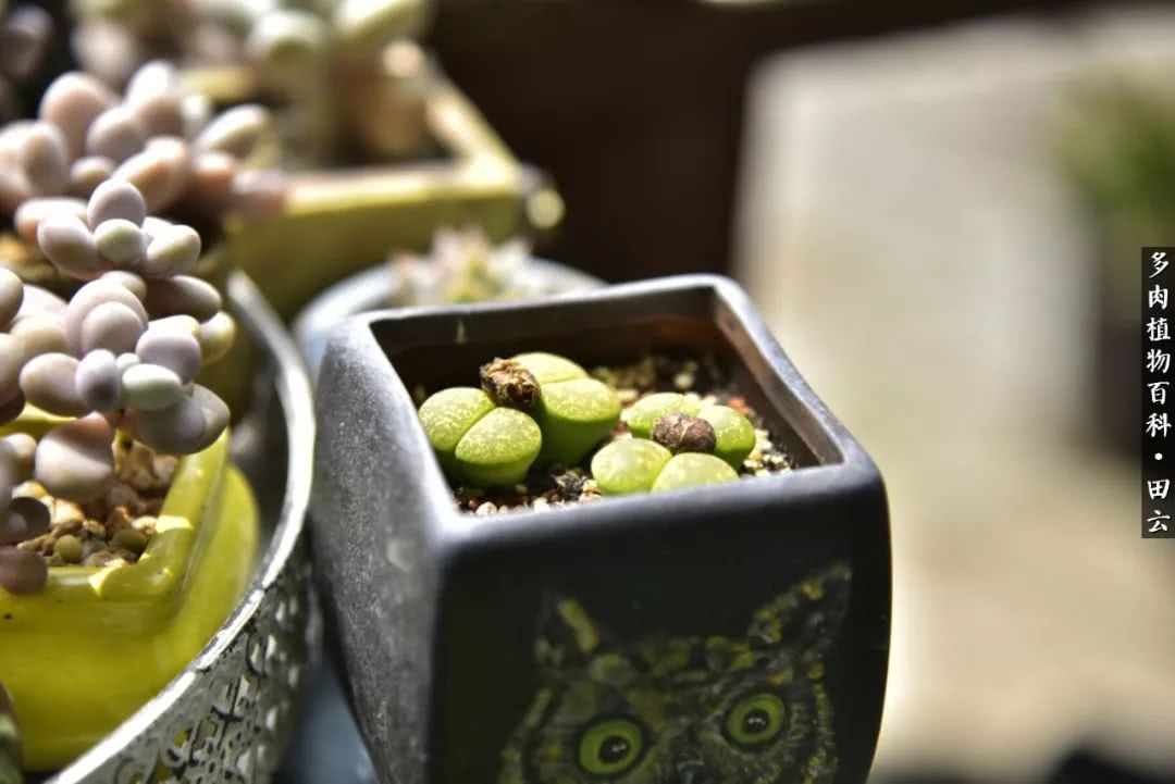 推开多肉世界的门，原来你与美食来自同一国度！