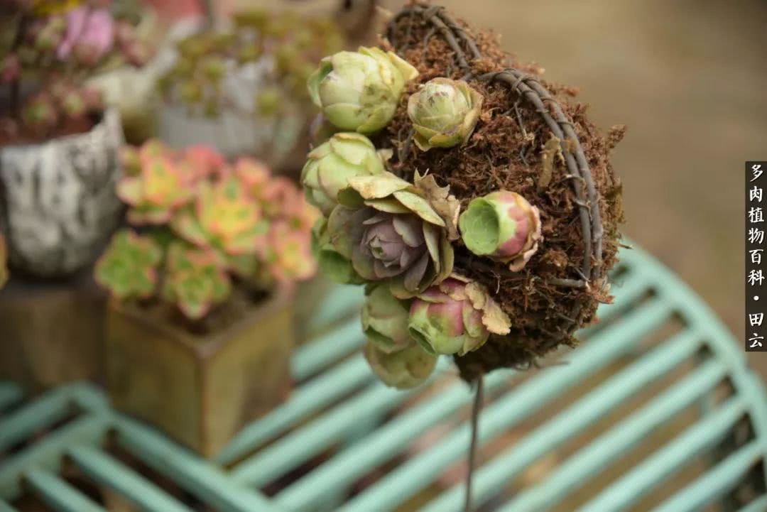 推开多肉世界的门，原来你与美食来自同一国度！