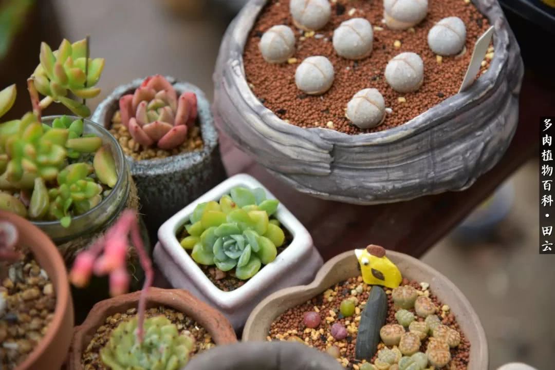 推开多肉世界的门，原来你与美食来自同一国度！