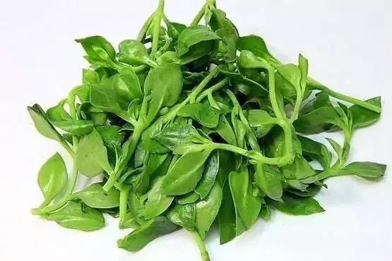 4种天然消炎药隔天吃一次,四种天然消炎药隔三差五吃一次