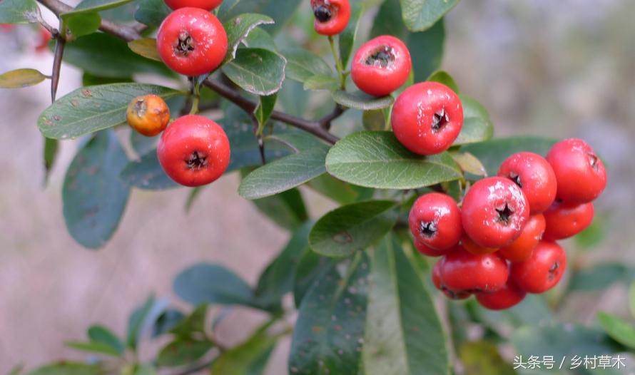 山中野果之九——火棘冬天里的一把火