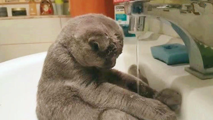 猫咪不爱喝水试试这几种办法,猫咪不爱自己吃饭非要喂