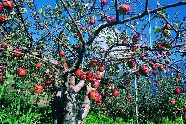 果园怎么驱鸟？分享十种果园驱鸟的方法