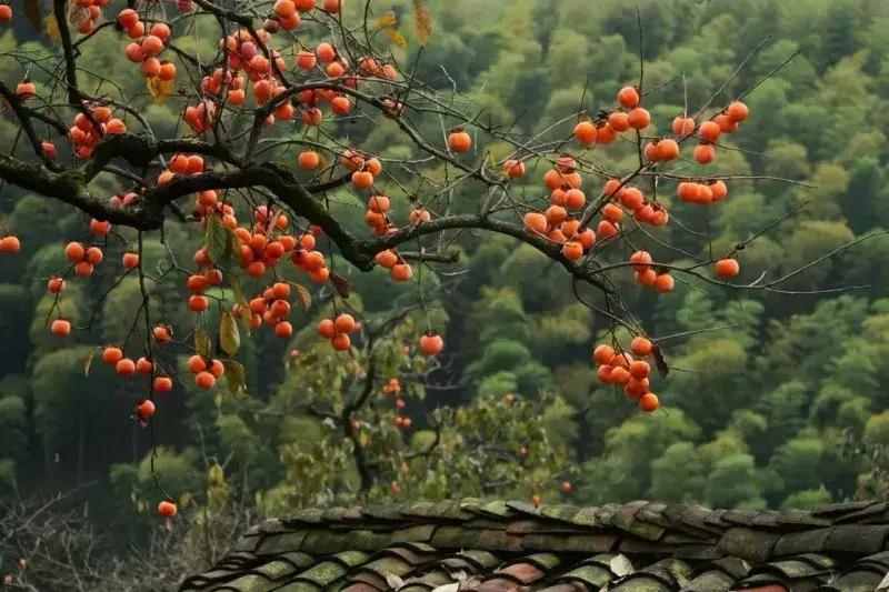 柿子产业带动脱贫,柿子做成柿饼销售利润怎么样